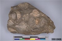 藏品(長沼海扇蛤化石)的圖片